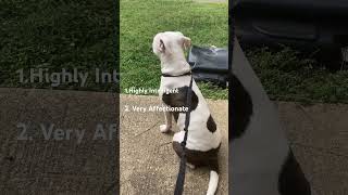 3 Things To Know About The Pitbullstaffy Mix
