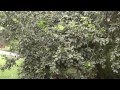 a walk around my house in David, Panama
