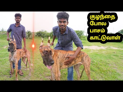 The Great Dane | Dog Lovers | Living With a Great Dane | Sam Joshua