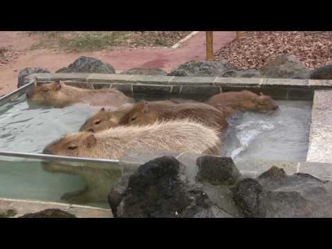 カピバラ温泉 Capybaras enjoy bathing