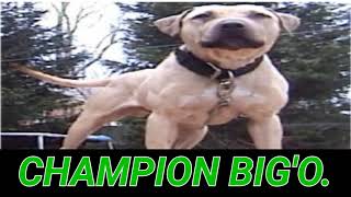 Apbt Champion Bigo