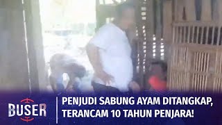 Polisi Sita Uang Dan Barang Bukti, Tiga Penjudi Sabung Ayam Ditangkap Buser