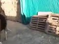 Animals Breeding Accoppiamento Cavalli | Animal Mating Live | Animal Mating Live 2014