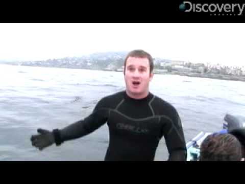 Preventing Sea Urchin Orgies