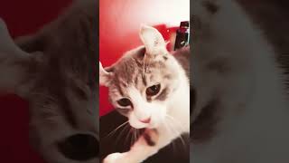 Cat Sksis Dkdid Dlskdbdlsdm