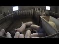 Бетонные полы для свиней/Склад для кормов/Видеонаблюдение в сарае