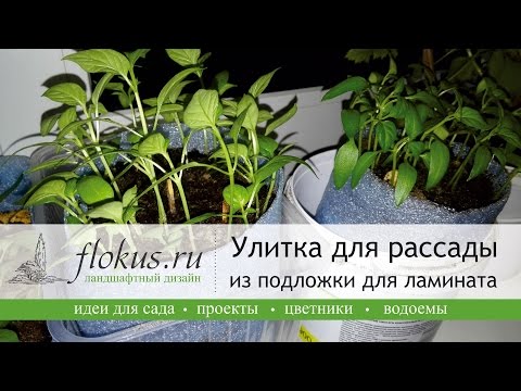 Выращивание рассады в улитках. Как правильно сделать улитку для рассады? Выращивание рассады в улитке цветов за и против, рассада в пеленки, видео