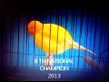 Canary