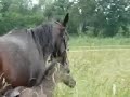 Poulain