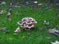 Setas de Asturias - Mushrooms