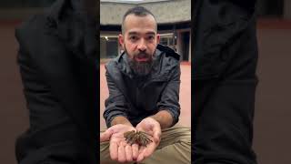 Eli̇mdeki̇ Devasa Tarantula