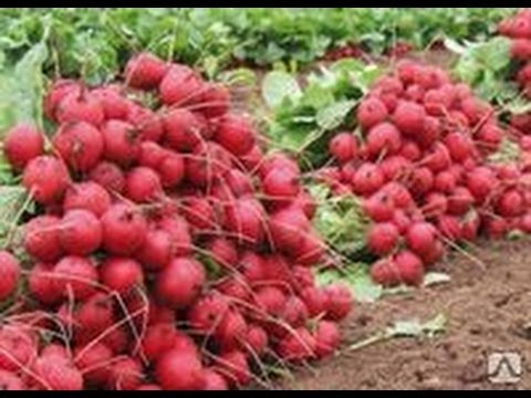 Как сажать кинза семенами Как сажать кинза семенами
