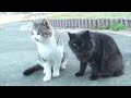 田代島  ねこ太郎／ねこ太郎とクロエ（ワグ）震災以前