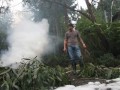 Eucalyptus Go up in Smoke
