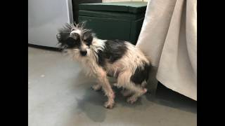 TRINKET CAN NO LONGER WAIT FOR SURGERY THAT MAY TAKE HER LEG...