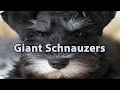The Right Companion: Giant Schnauzer