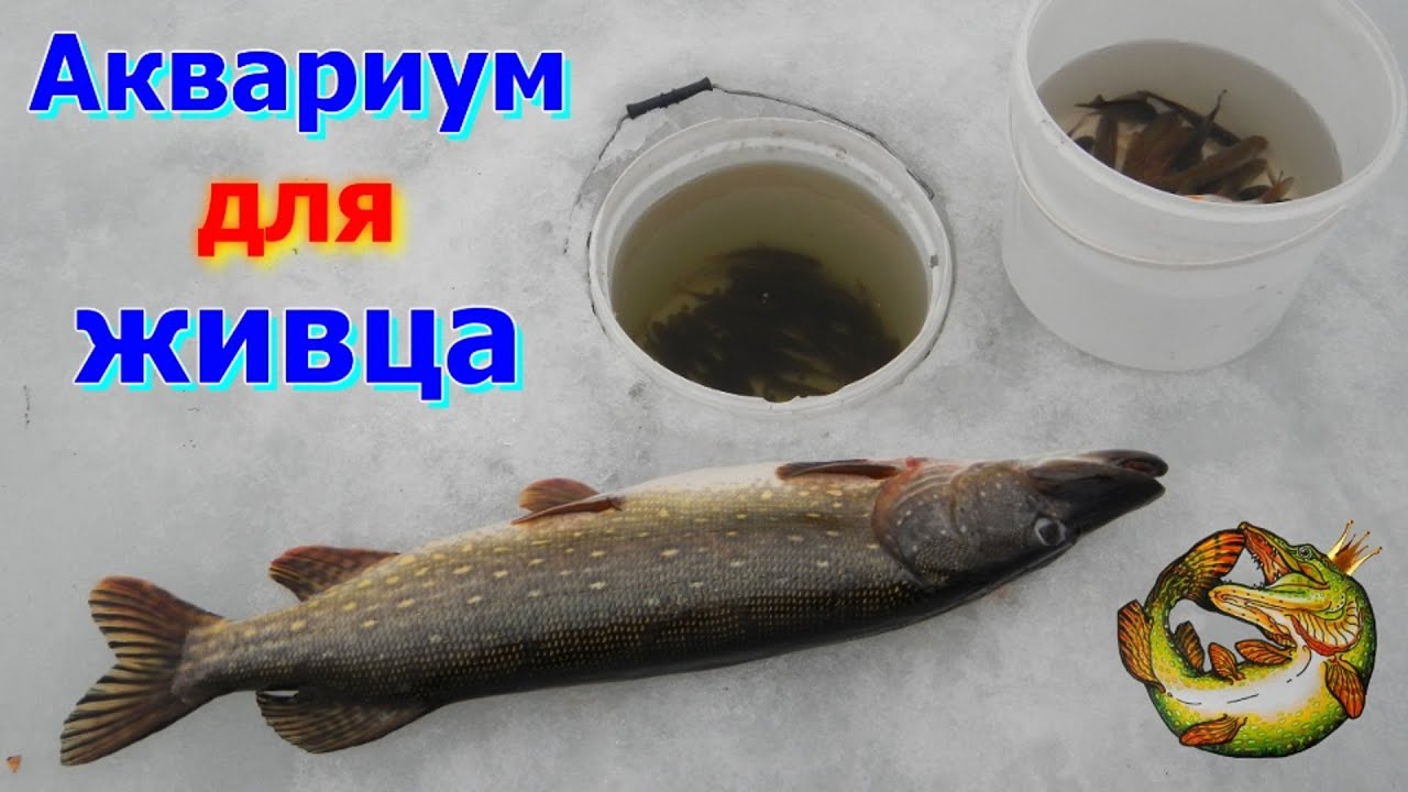 Как сделать кану для живца своими руками Как сделать кану для живца своими руками