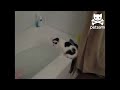Curious kitten takes an accidental dive into the bath