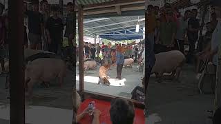 Famaho Bawiadattradisi Di Pulau Nias