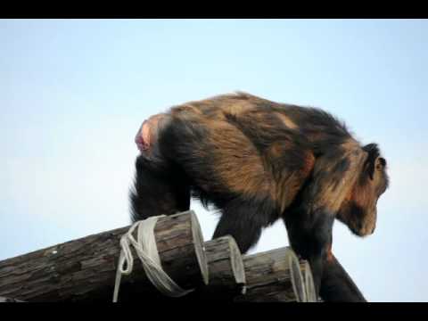 いしかわ動物園  チンパンジーのキケ♀  20101120