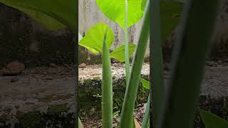 Colocasia Esculenta Taro Plant Arbi Or Chembu