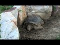 The Legendary Shots: Zoo Edition