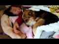 犬と子供の添い寝