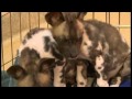 Raw Video: Endangered Pups Born At Omaha's Zoo