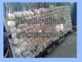 การเพาะเห็ดนางฟ้า