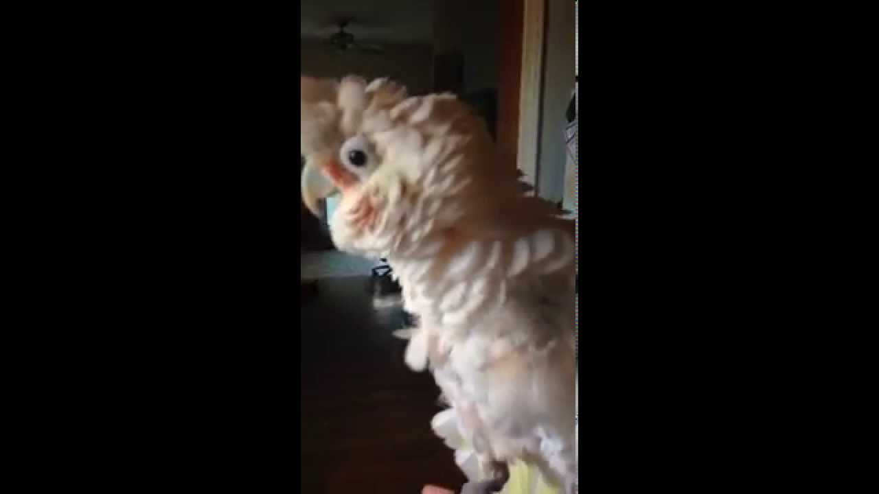 2 Angry Goffins Cockatoos screaming and puffing up YouTube