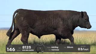 LOTE 146 - TOUROS ANGUS - LEILÃO SÃO BIBIANO 2021