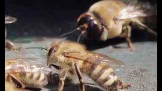 Study finds bees may know math