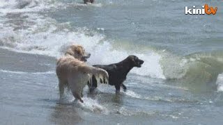 Life's a beach for Italy's dogs