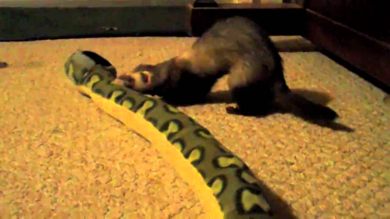 Ferret vs. Snake YouTube Ferret vs. Snake YouTube