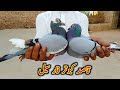 Qasid Kabootar | Qasid Pigeon | Recar Kabutar | Pakistani Kabutar