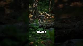 Tinha Uma Criatura Na Floresta