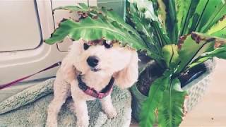 Dog Functional / My Favorite of 2018