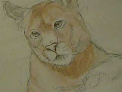 Wildlife Art; Cougar Miniature Wildlife Painting in Watercolor