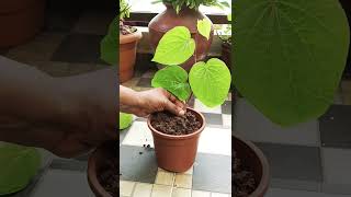How To Grow Betel Leaf Plant From Cutting Plant