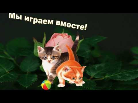 Поздравление кошек песня Поздравление кошек песня