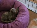 Devon+rex+kittens+florida