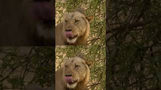 Lioness Mates To Protect Pride
