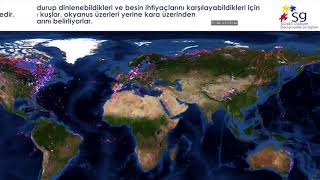 Göçmen Kuşların Küresel Hareketleri