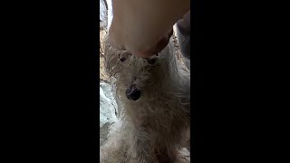 A Microchip Will Save Your Pets Life