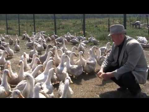 Как сделать поилки для перепелят Как сделать поилки для перепелят