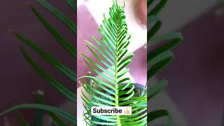 Cycas