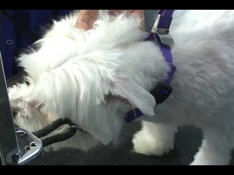 Maltesepuppies Youtube on How To Groom A Maltese  Maltese Grooming At Www Howtogroom Net