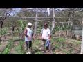 Growing Organic Passion Fruit