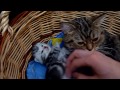 Cutest Mom cat hugs baby Kitten