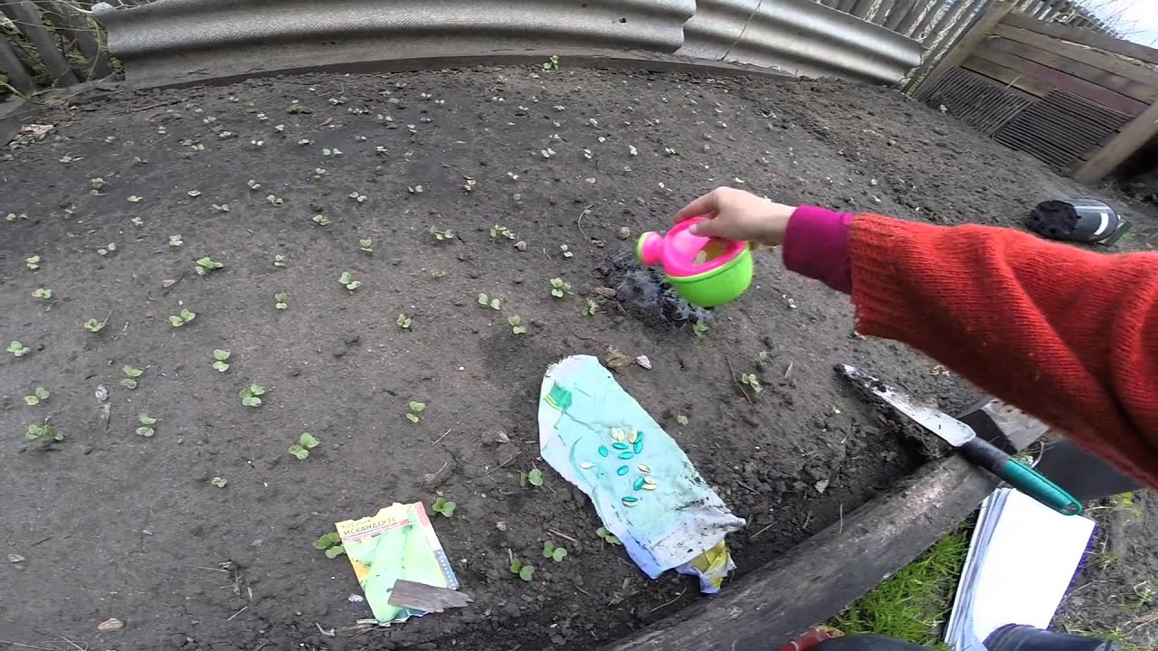 Кабачки сажать в грунт Кабачки сажать в грунт